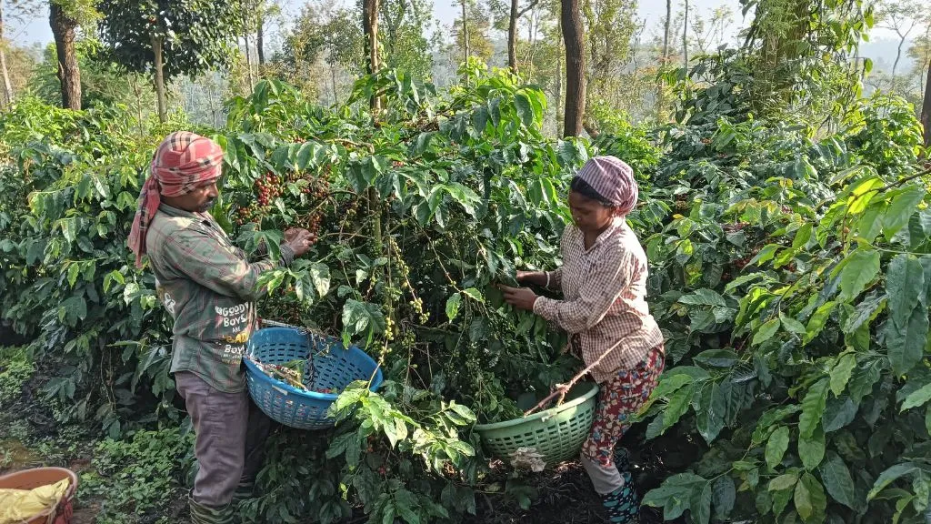 Mysore Coffee Plantations