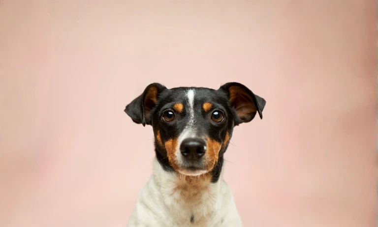 czarno biały pies o krótkiej sierści