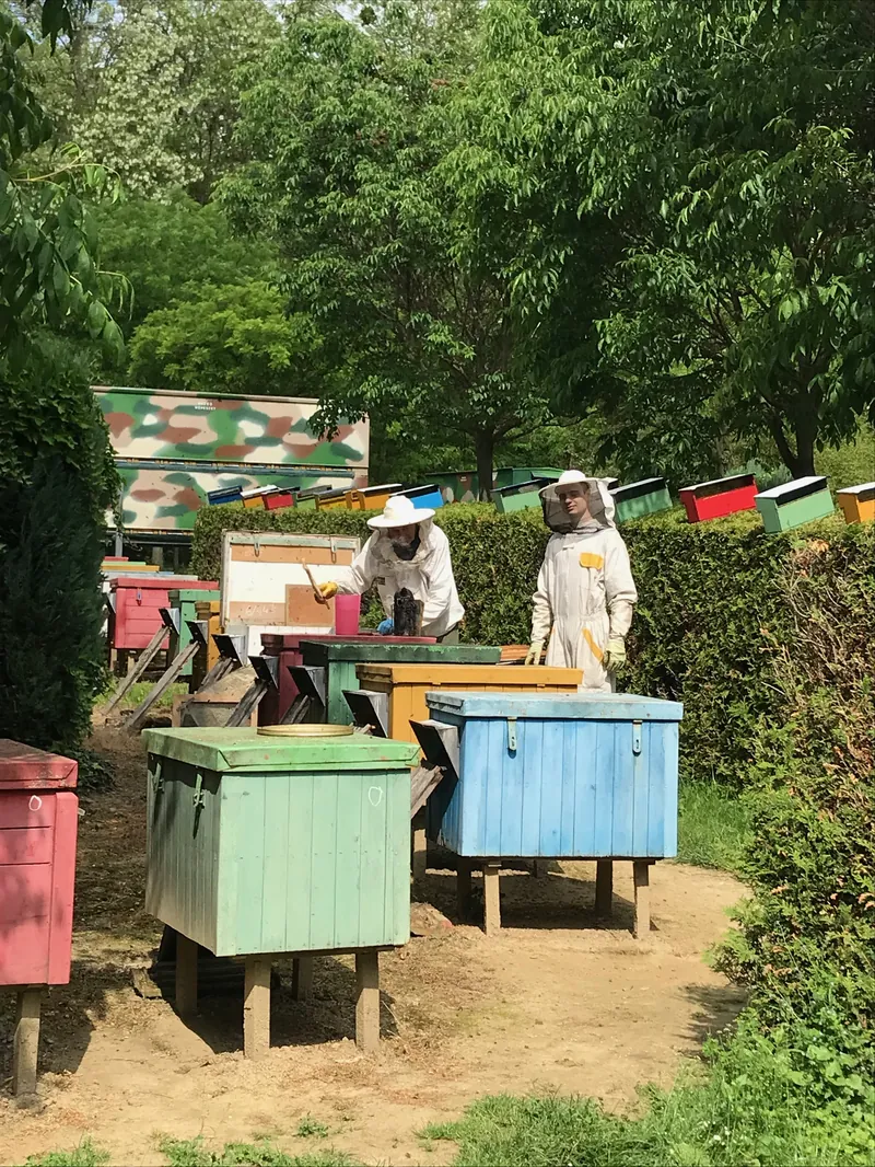 Prémium Mézek pergetése a Bazsó Méhészetben