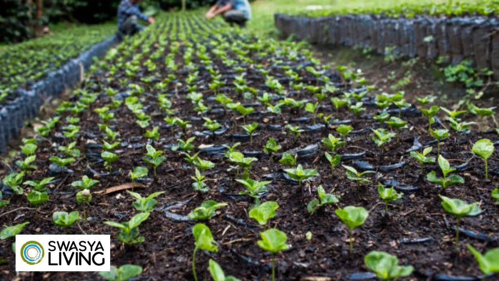 How to Grow a Coffee Plant