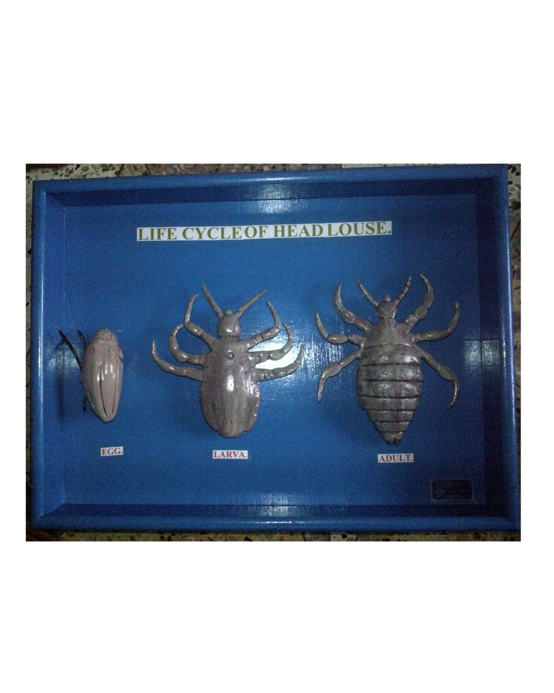 Life Cycle of Head Louse
