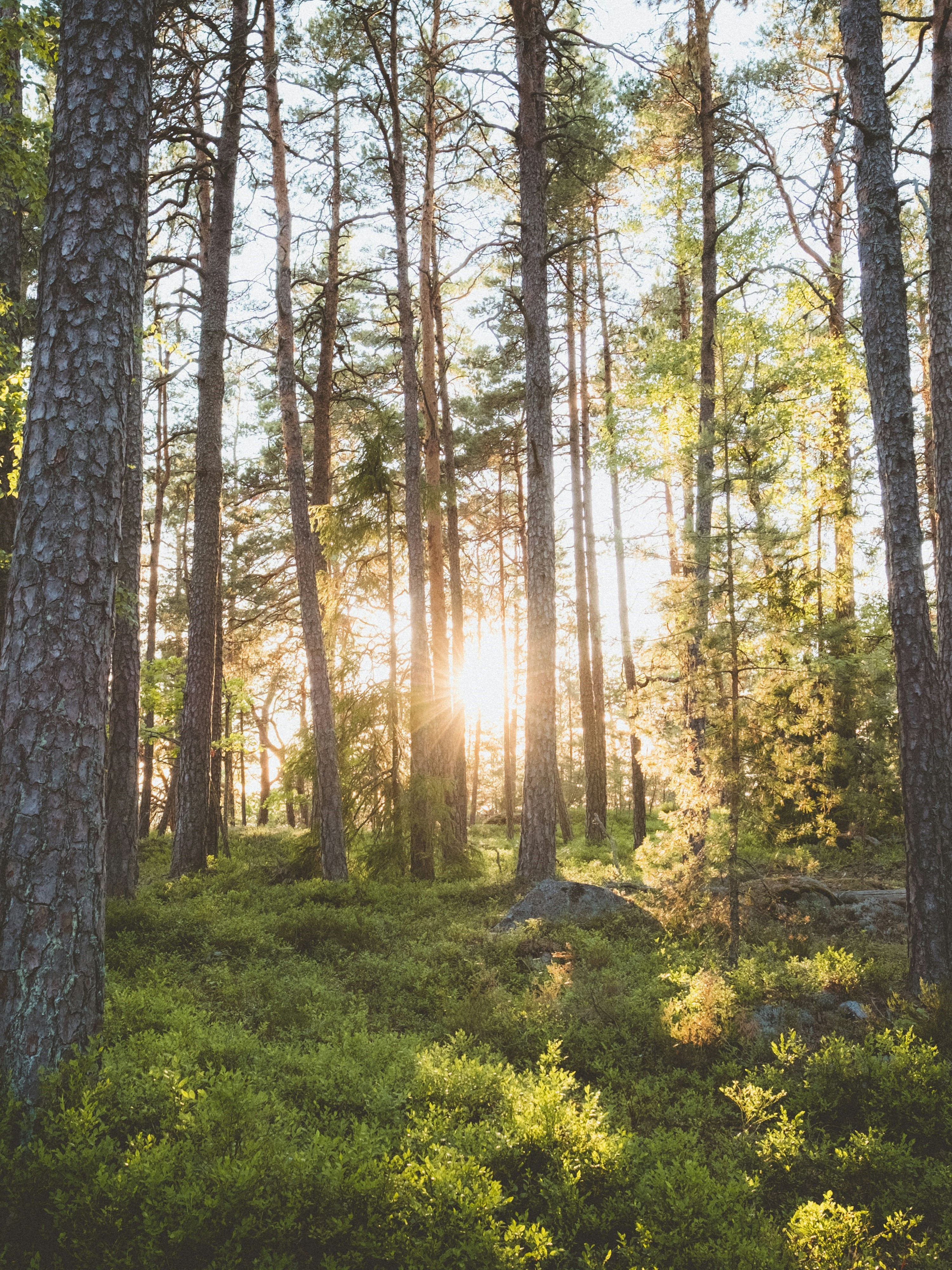 Swedish Landscape Image: A beautiful natural landscape of Sweden with forests, lakes, and mountains, illustrating the scenic beauty where the company operates.