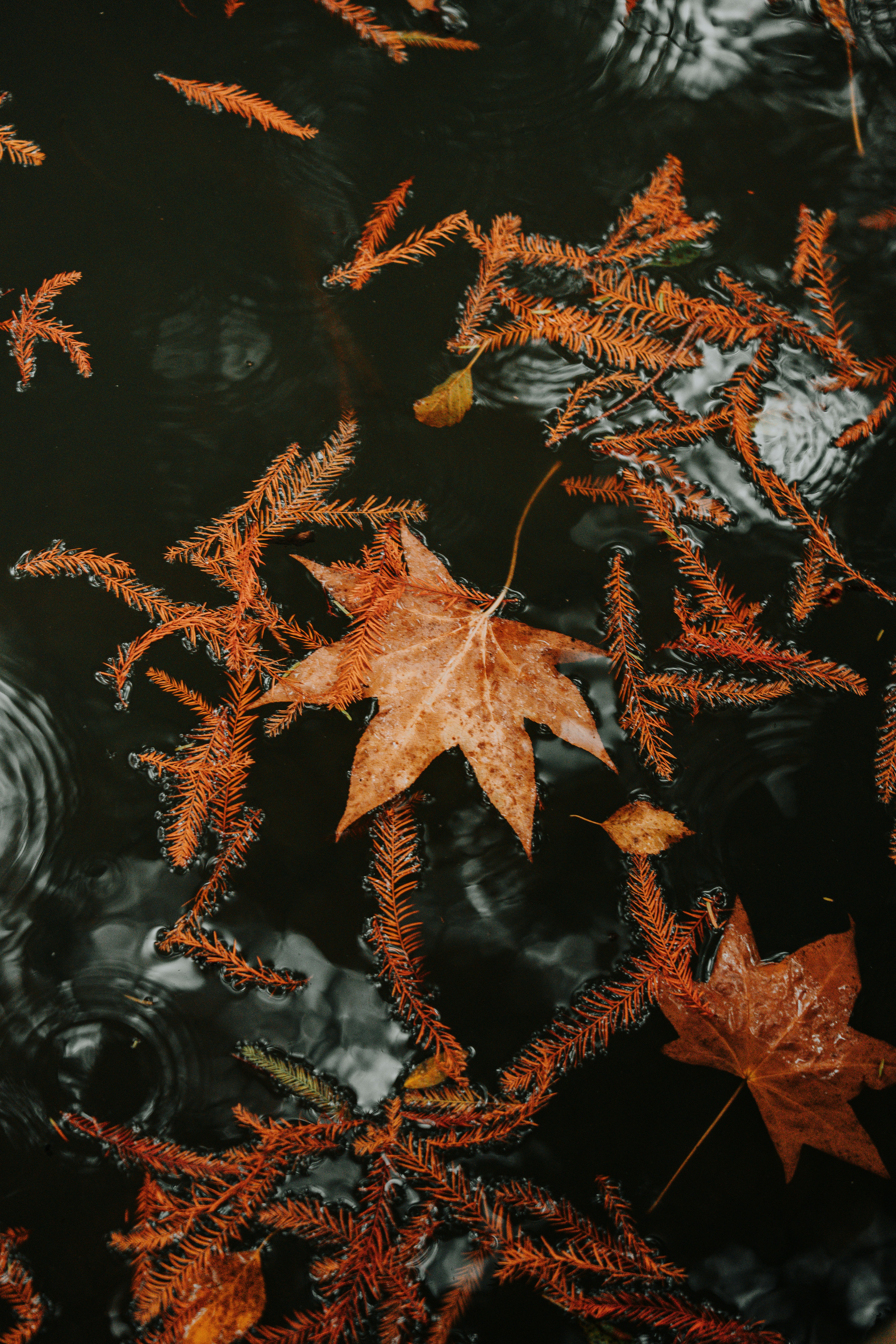 Autumn leaves floating on dark water surface