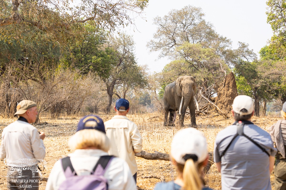 Mana Pools Wild Wonders with Zambezi Expeditions and Kanga Camp