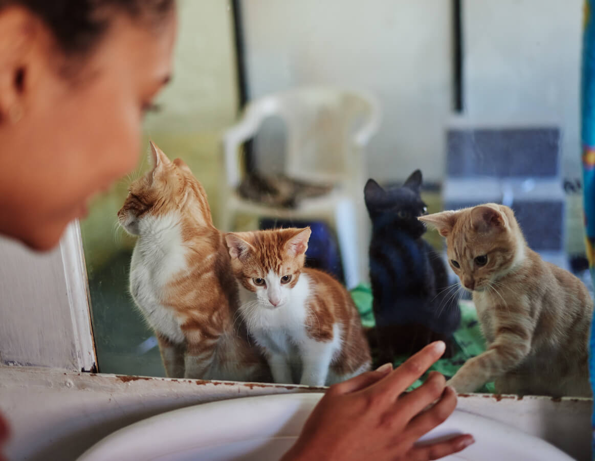 woman playing with cats in a shelter behind glass