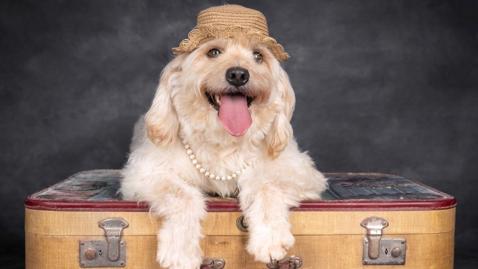 A dog is wearing a hat and lying down on a luggage prop against a dark gray background.