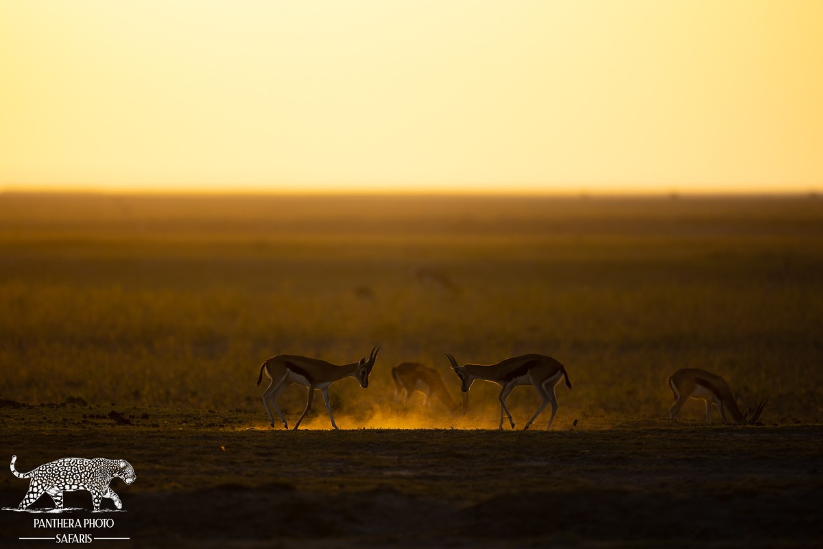 Amboseli Trip Report