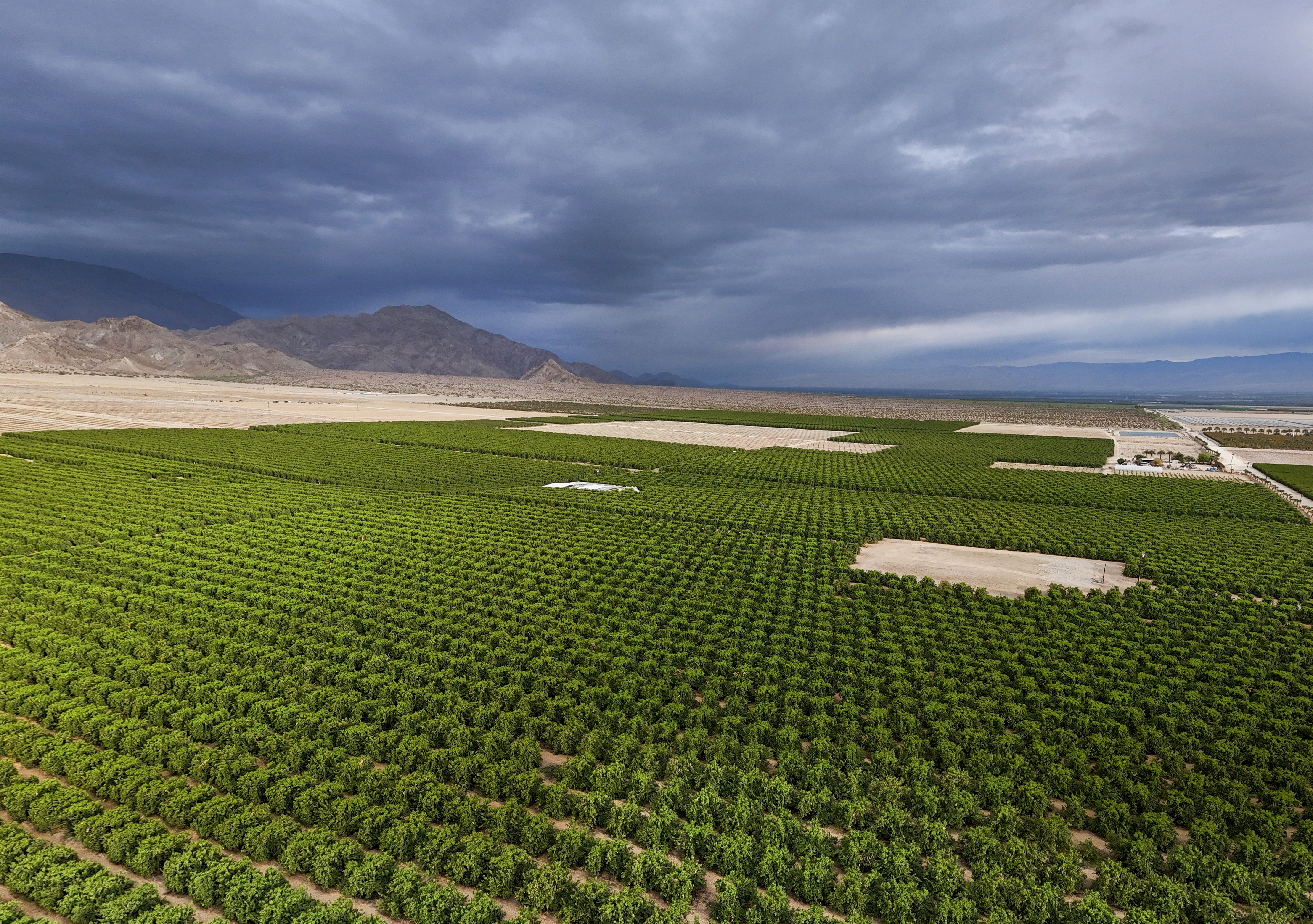 yellow fruits on tree