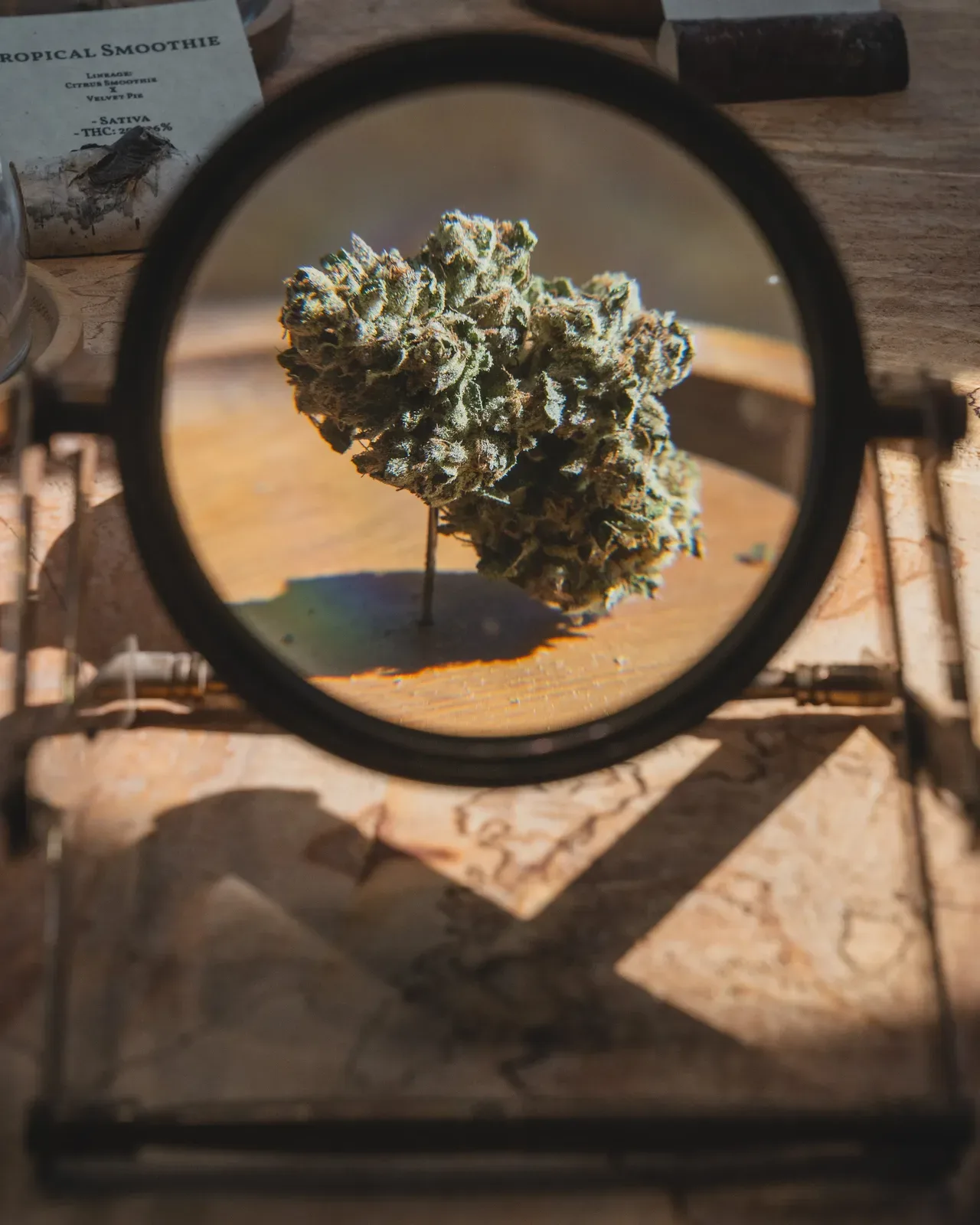Cannabis flower examined through a magnifying glass alongside a Sunkissed Farm Tropical Smoothie sativa varietal card in Vermont