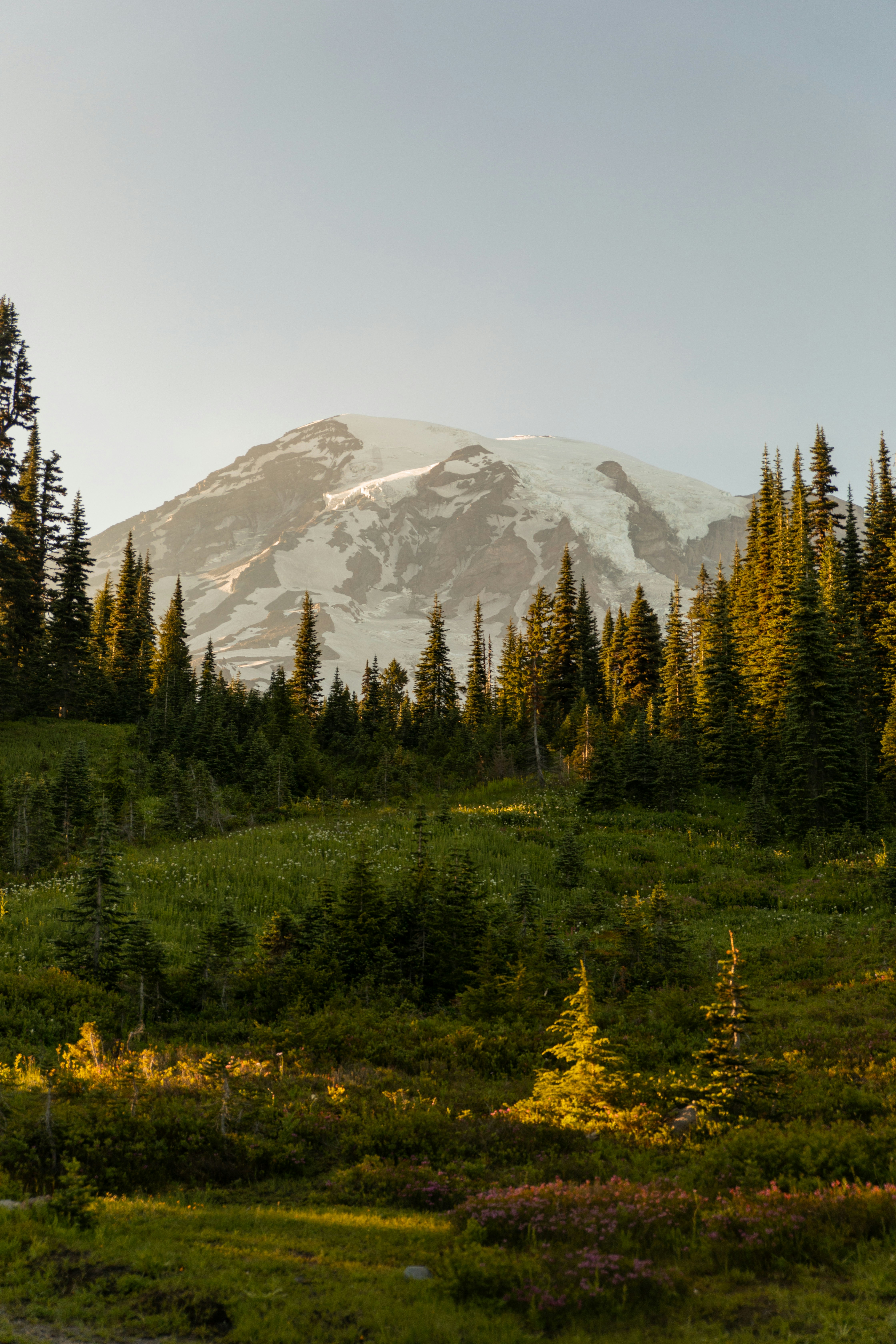 Snow-capped mountain peak behind evergreen trees