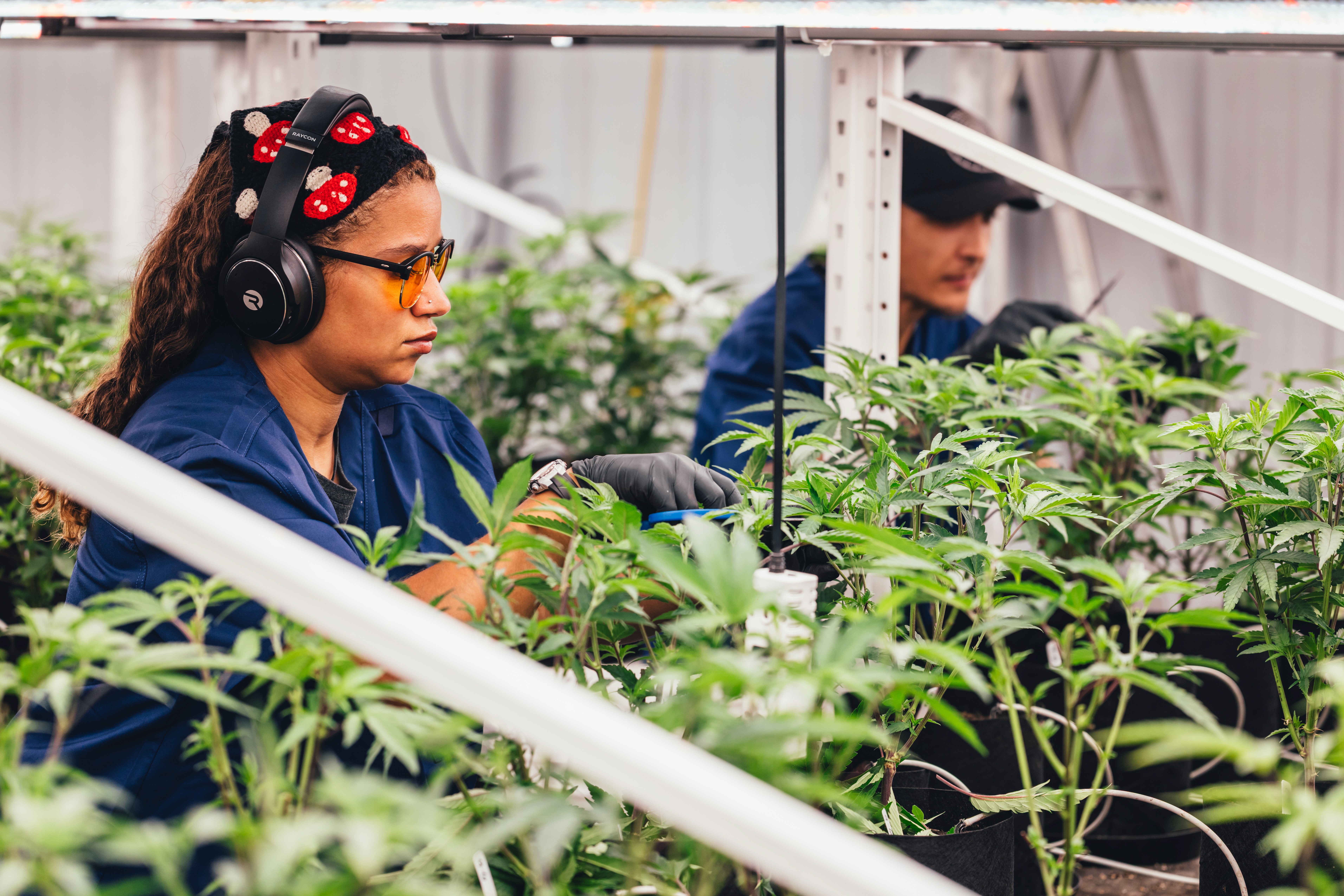 Minnesota Cannabis Cultivation