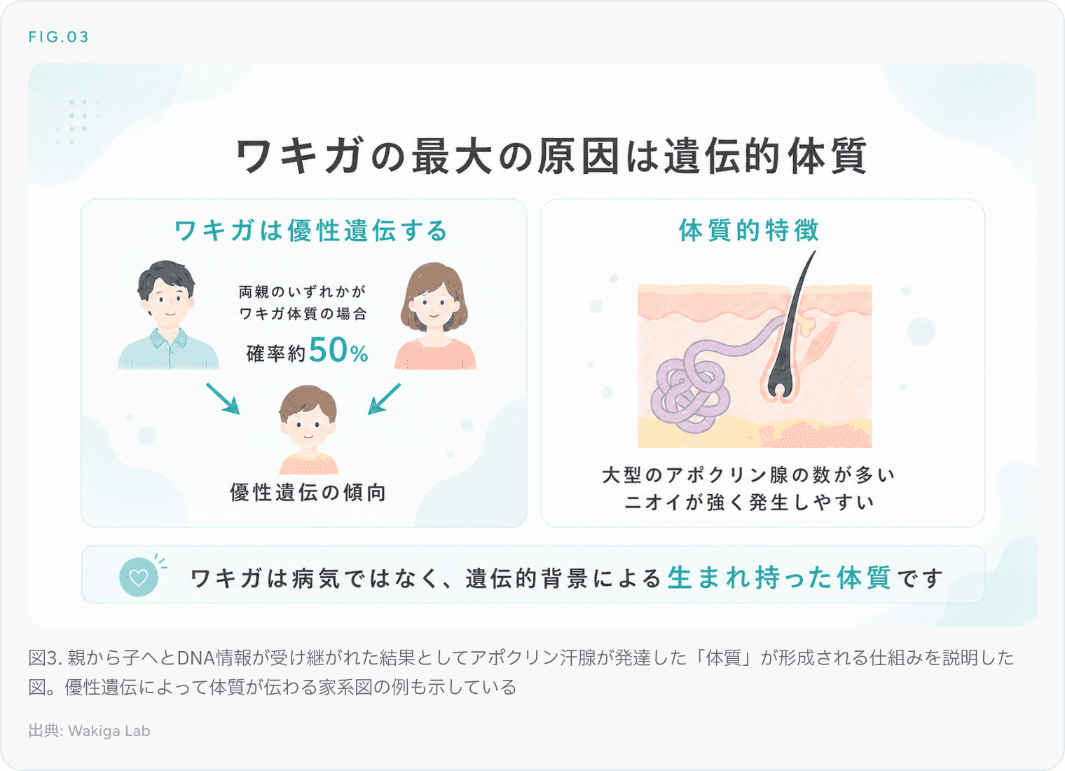 図3. 親から子へとDNA情報が受け継がれた結果としてアポクリン汗腺が発達した体質が形成される仕組みを説明した図
