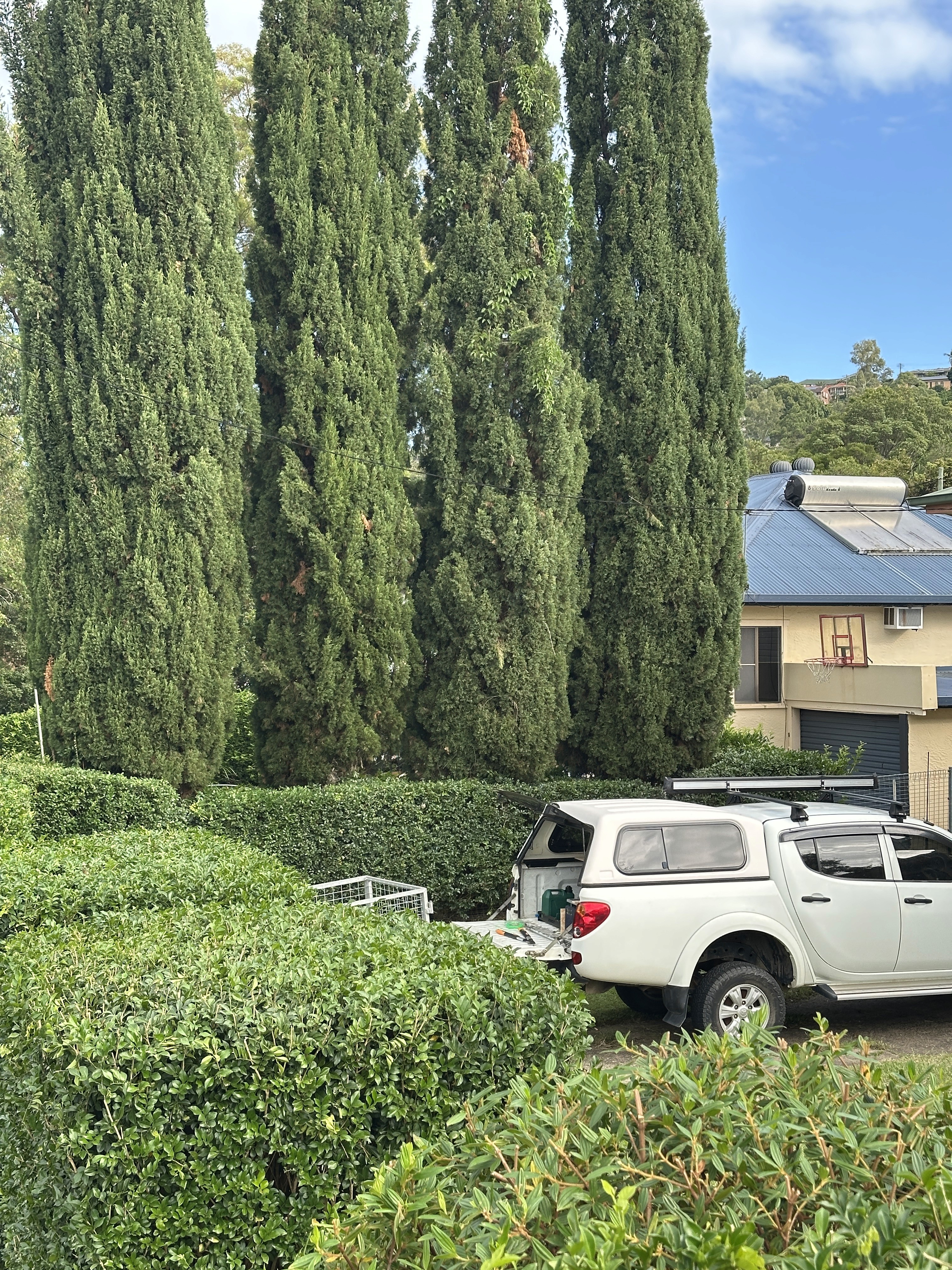 Hedging in Byron Bay