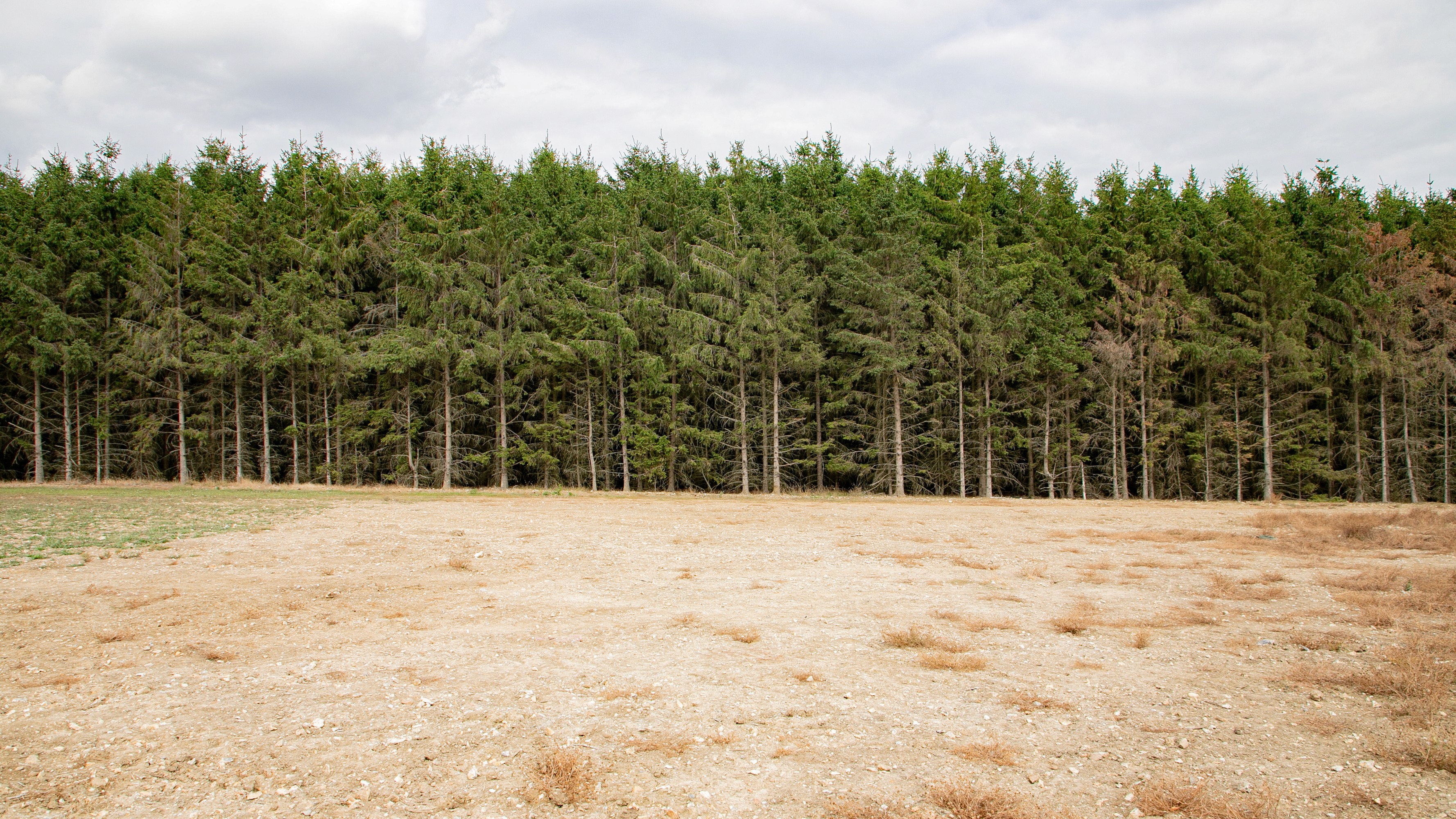 Two classic volkswagen beetles, one green, one cream.