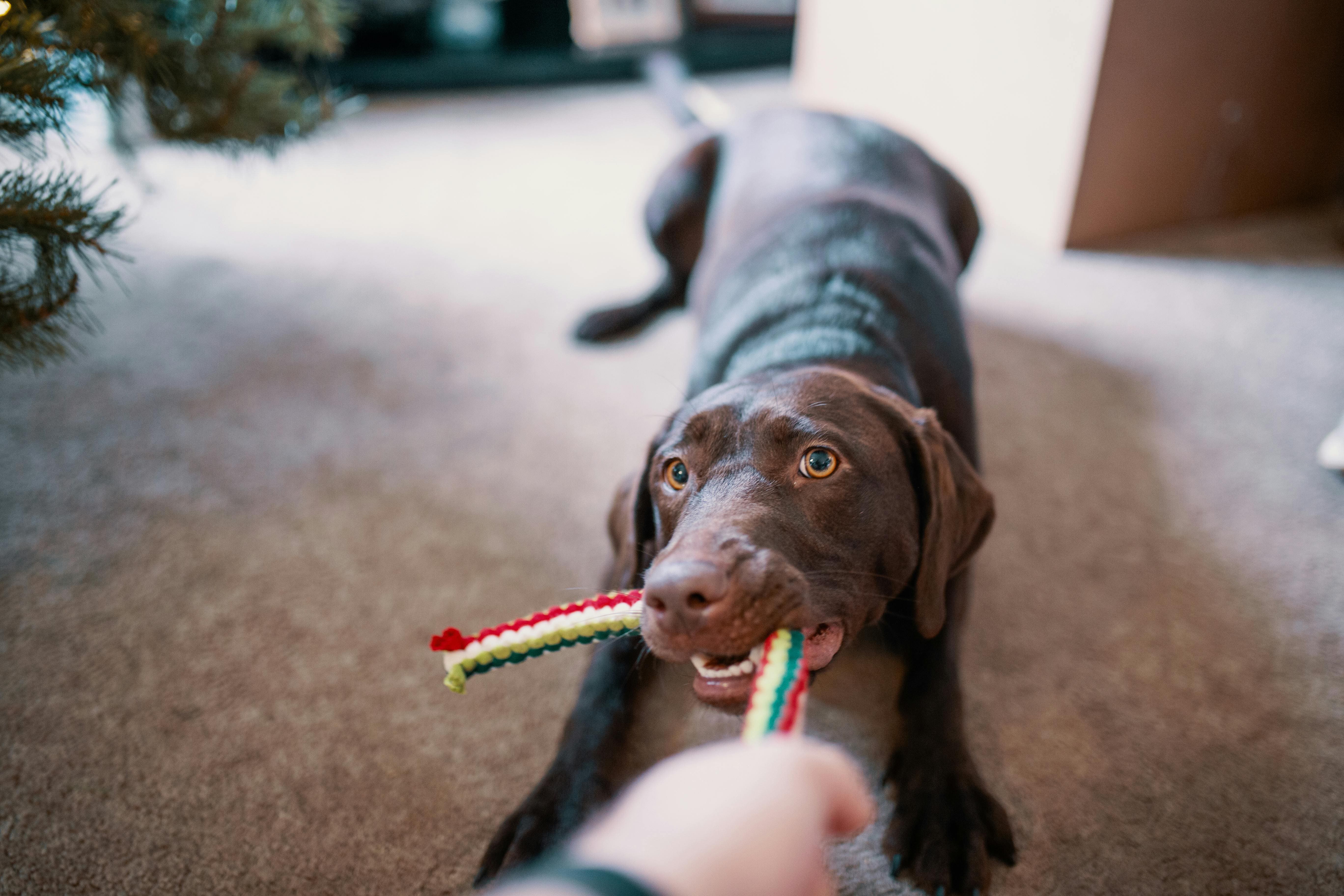 A person is playing tug-of-war with a dog using a red, white, and green toy rope.