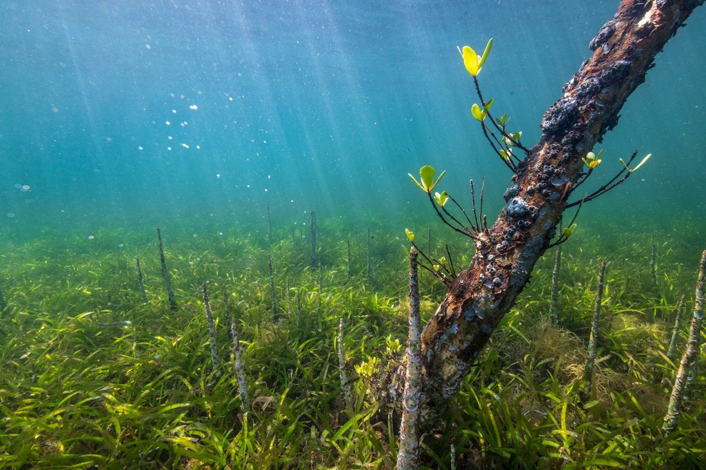 Mangrove in seagrass. Photo credit Anthony Ochieng Onyango