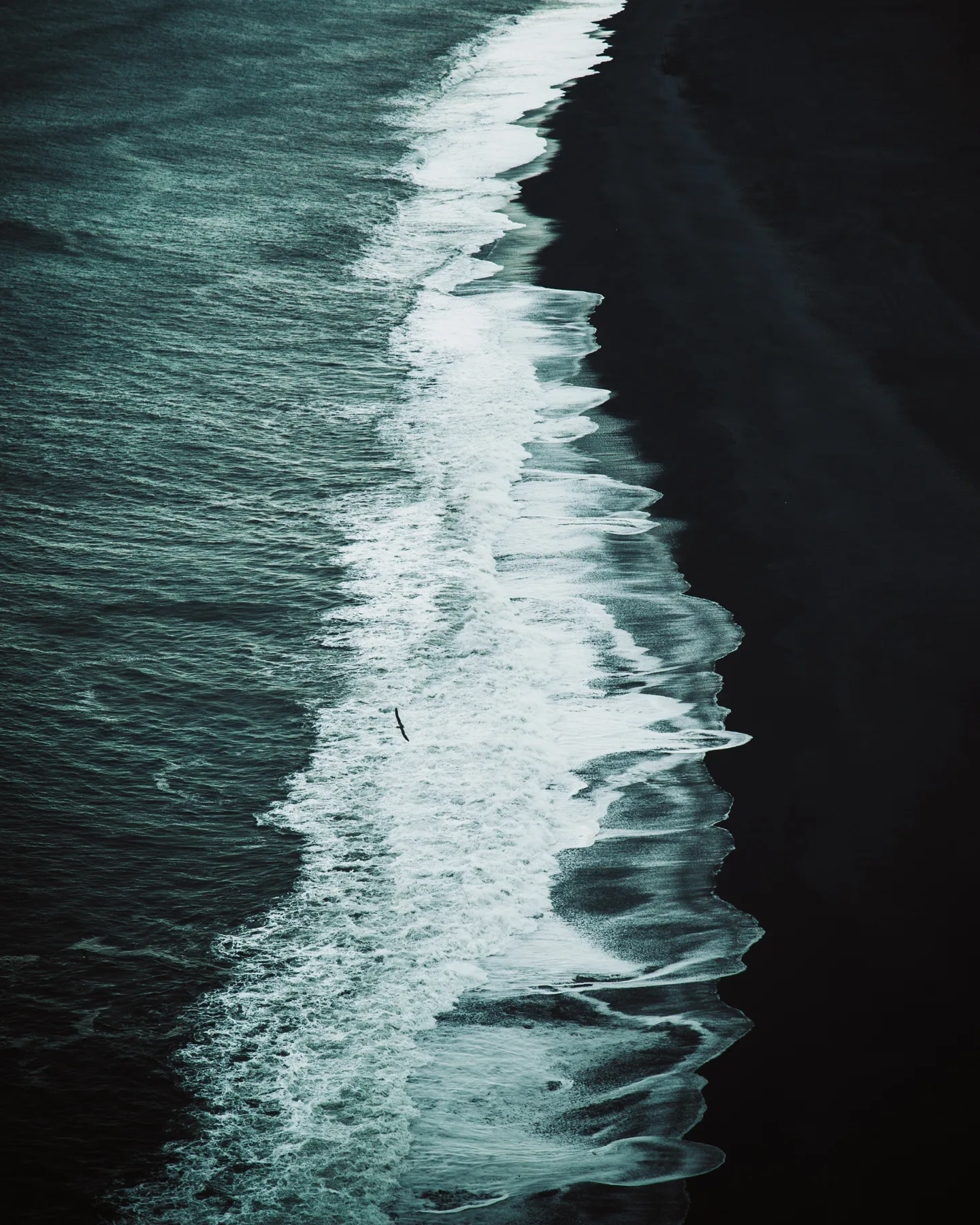 Aerial of white surf washing onto a black sand beach, a single bird in flight