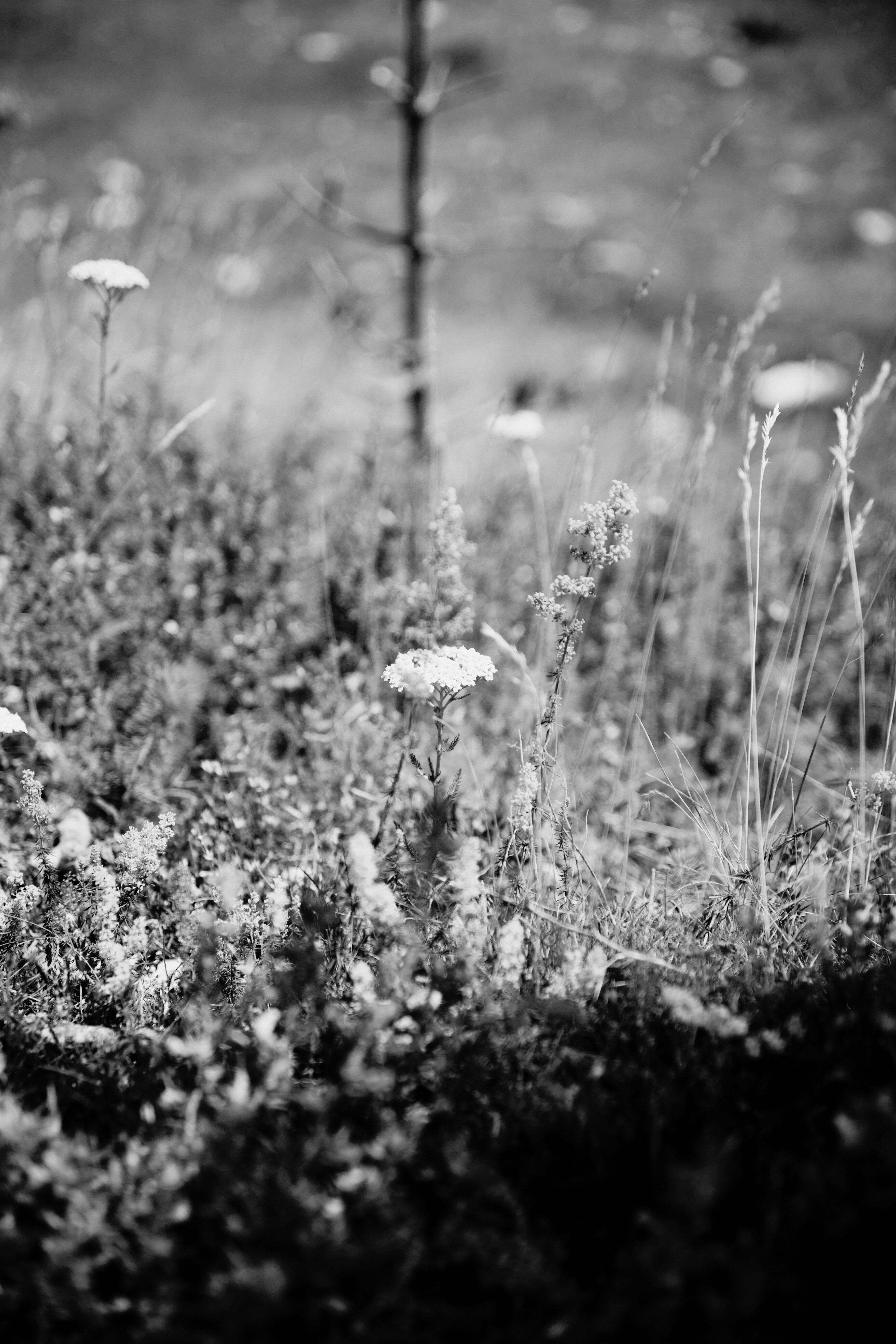 Street Art on a big wall