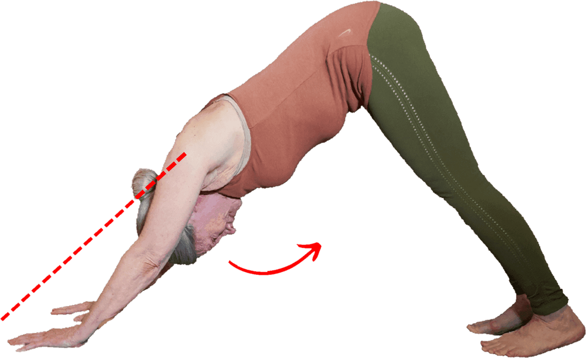 Downward Dog with a red dotted line drawn along the upper arms and an arrow pointing to the head, showing the ears lined up with the biceps.
