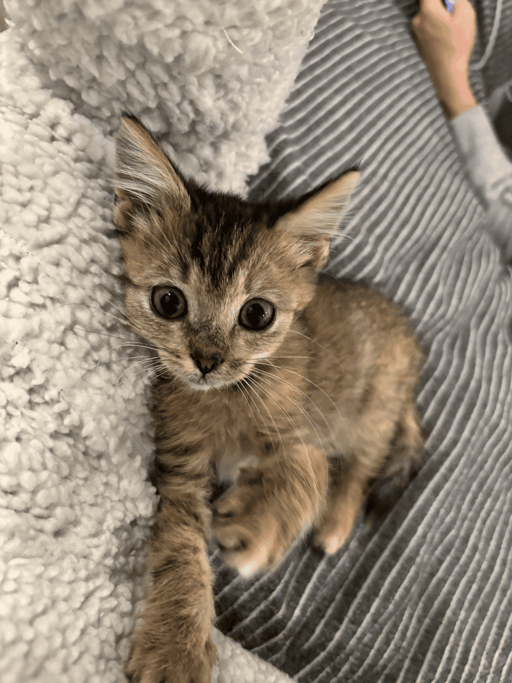 A woman with long blonde hair, in a brown top and jeans, walks through a sunlit forest, holding someone's hand. The scene is warm and inviting.