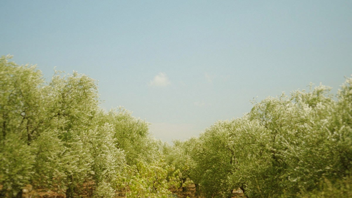 Zeit Loulou Olive Trees