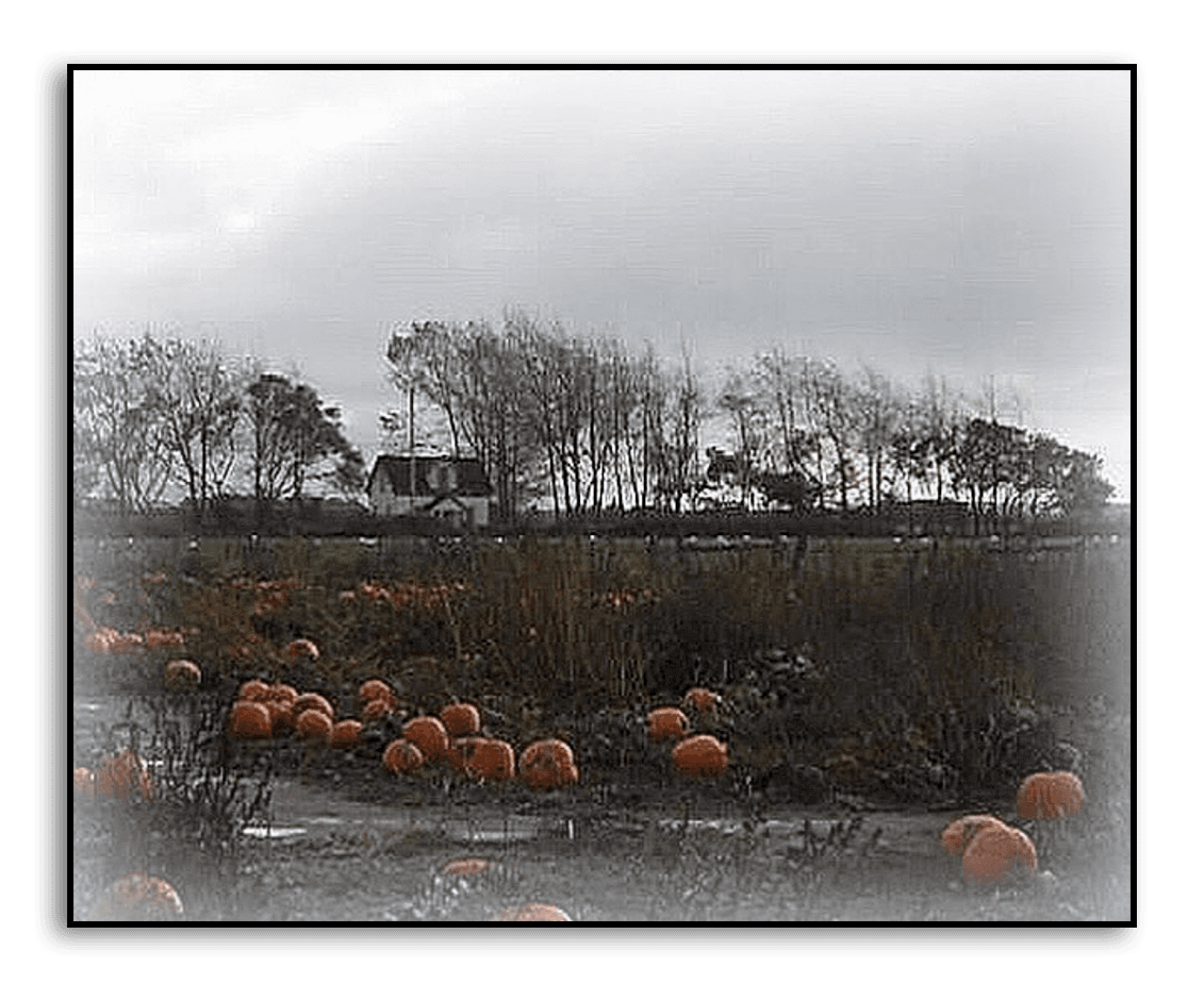 Image of a field of pumpkins, some trees, and in the distance a white home