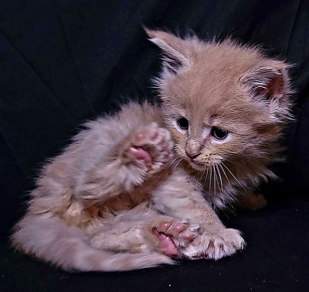A Maine Coon cat from Unfurgettable Maine Coon