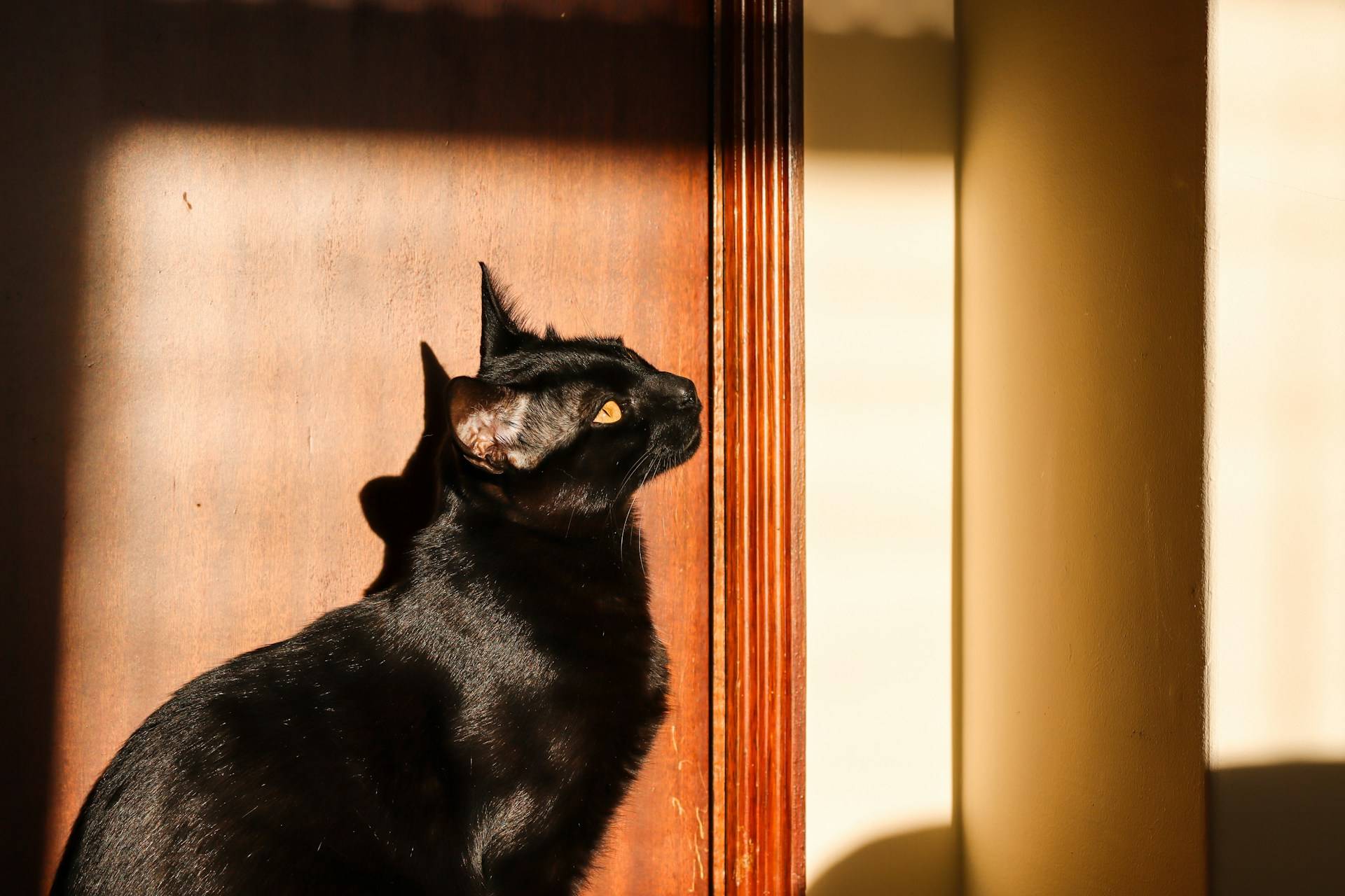 Bombay Cat Diet and Nutrition