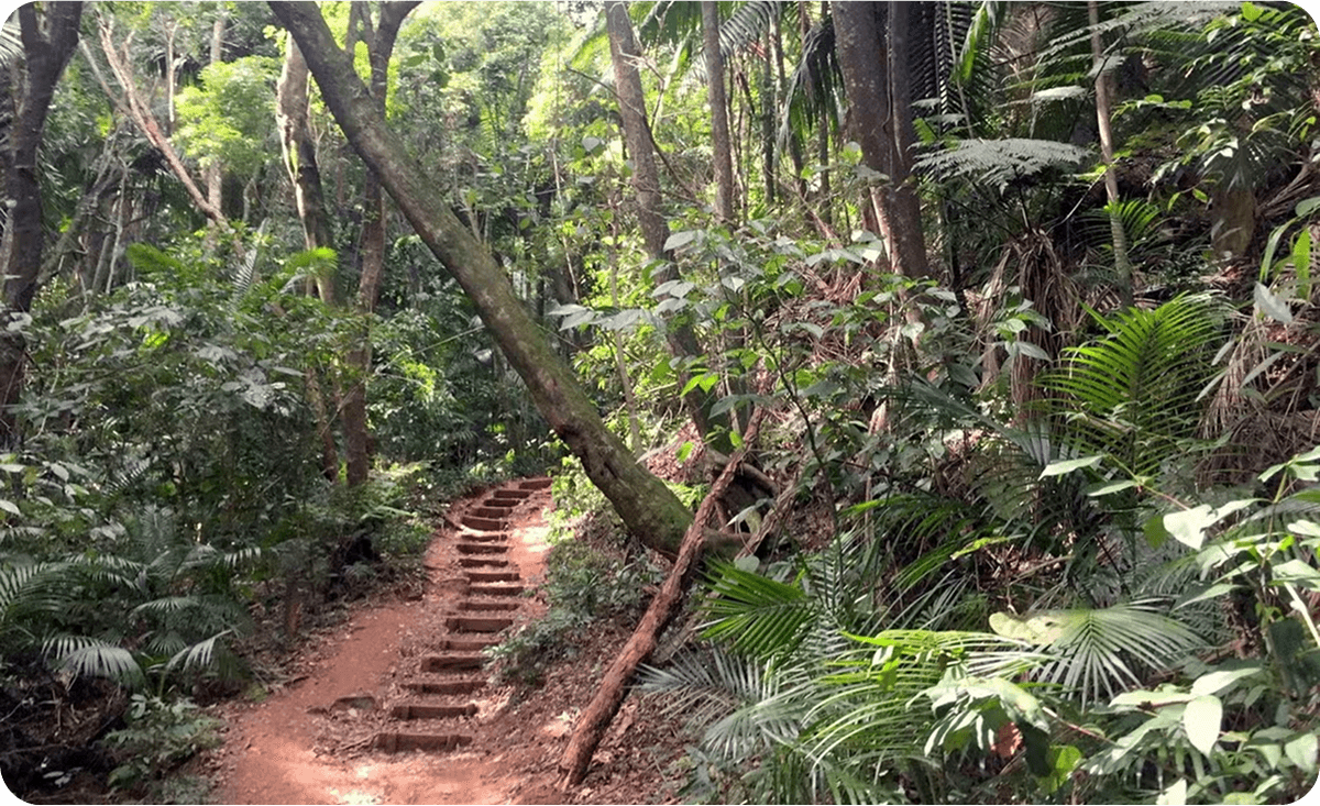 Senderismo en el Parque Jaraguá