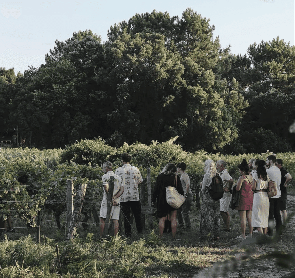 Group of visitors walking through sunlit vineyard rows, guided tour amid lush greenery and summer warmth in rural France.