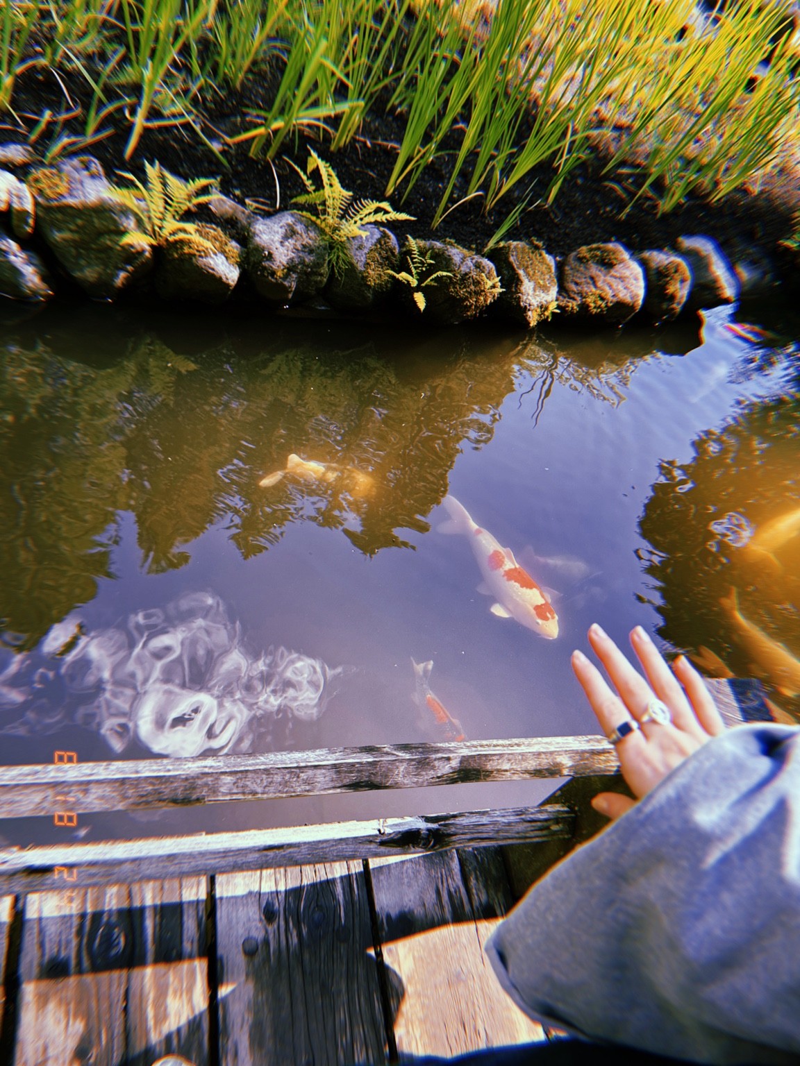 A hand reaching toward koi in a reflective pond. Photograph by Pranjali Shah.