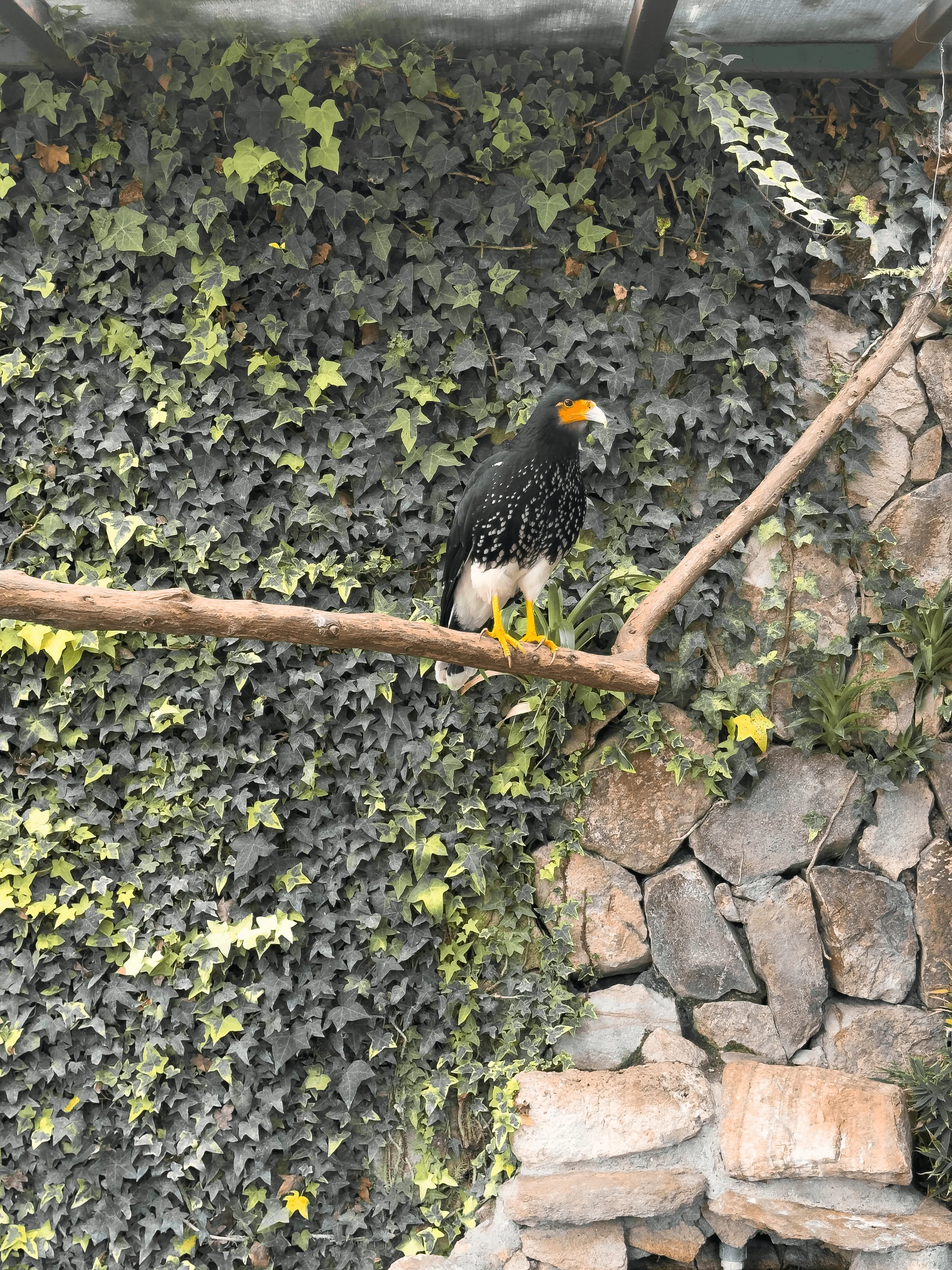 Oiseau tropical d'équateur sur une branche