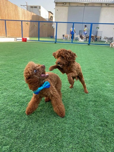 playung with friends at our doggy daycare