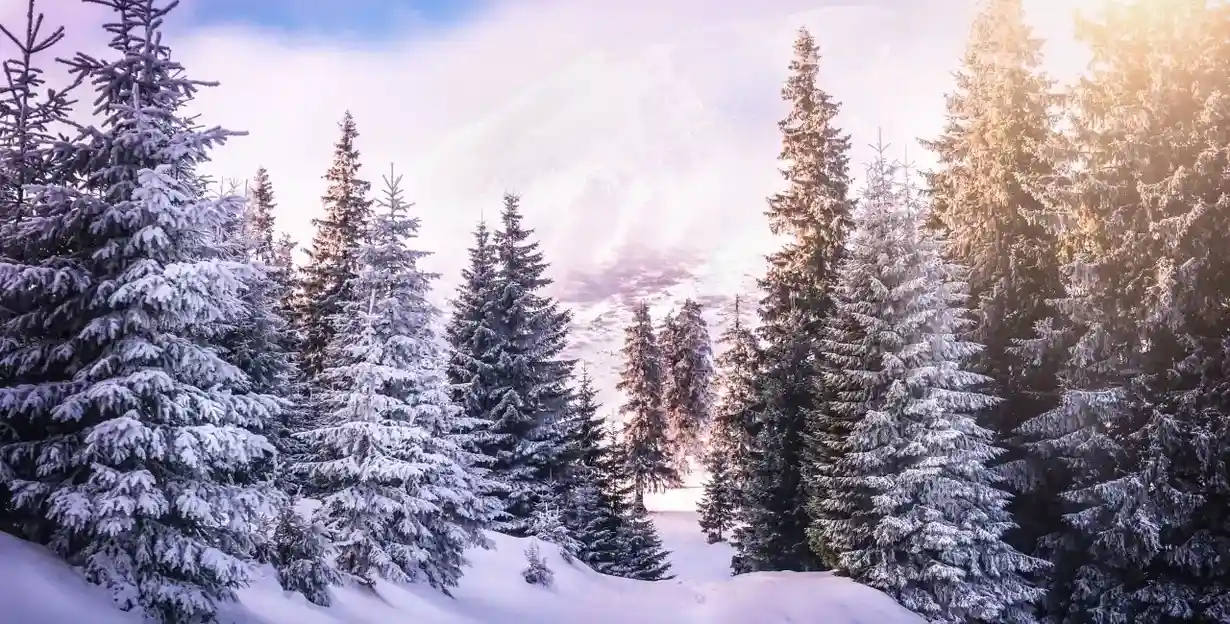 czech republic scientist found a solution for climate change