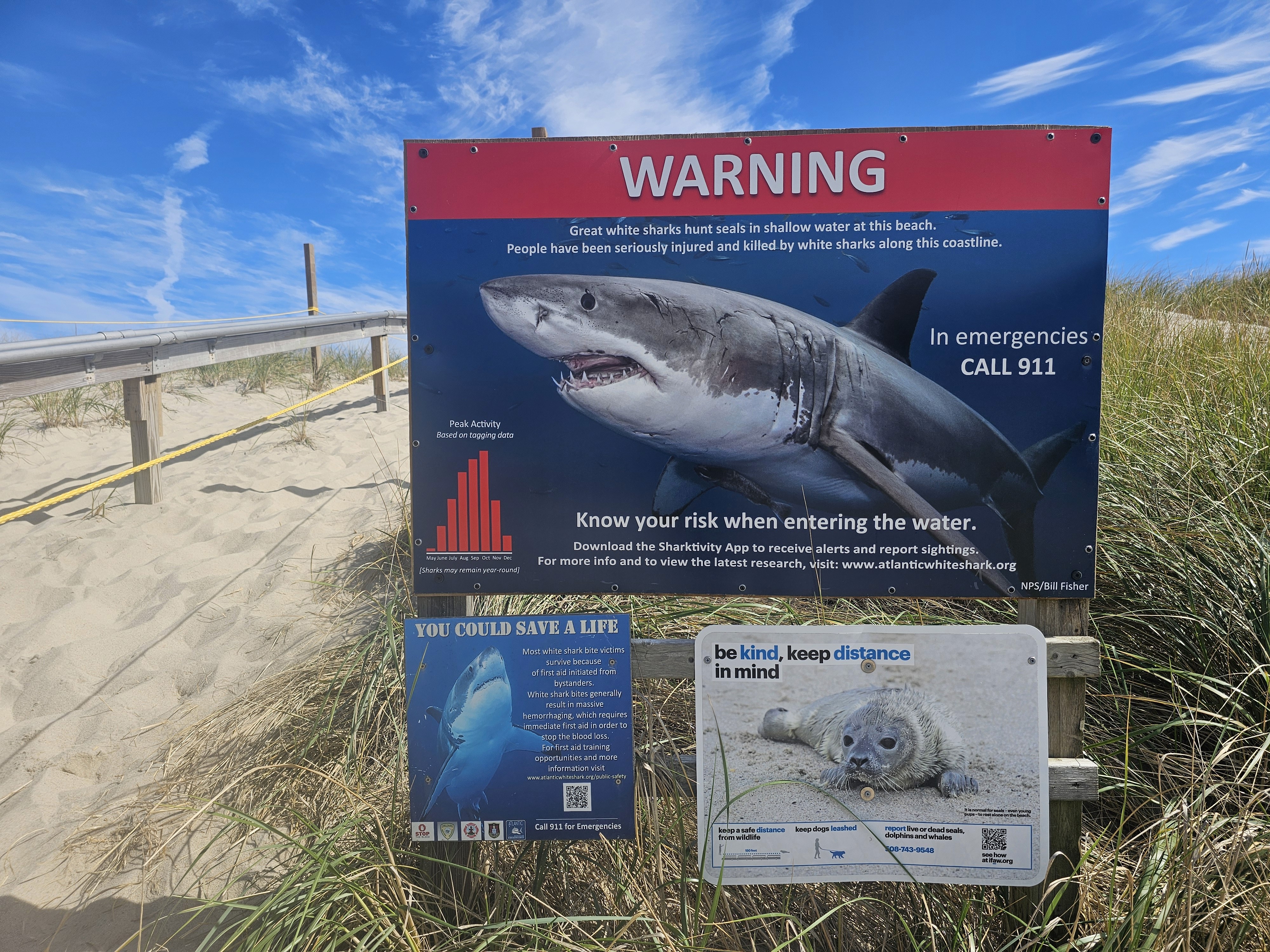 Cape Cod, tun, bonito, striper