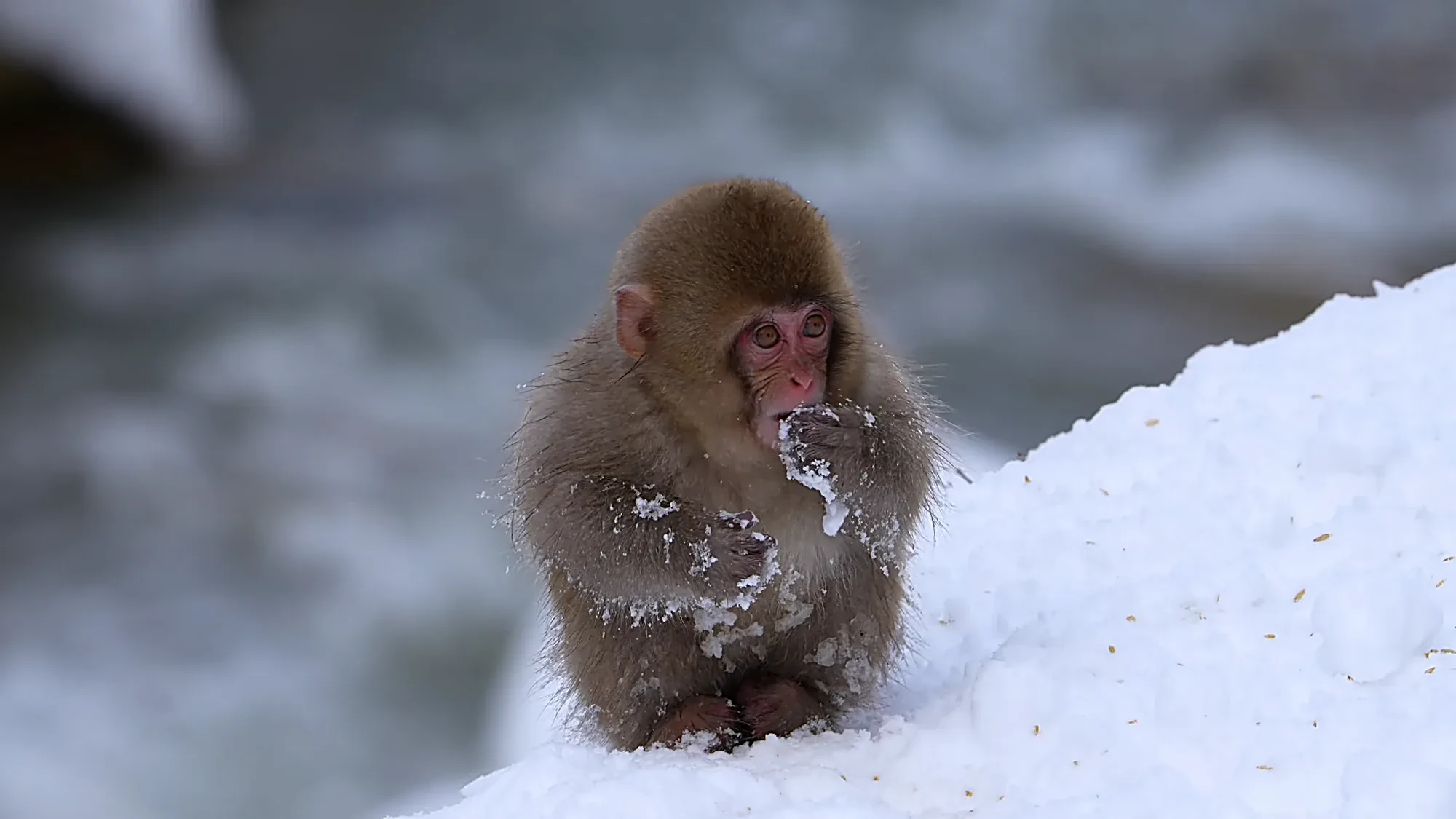 baby snow moneky less than a year old eating snow in December 2025.