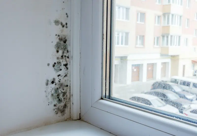 black mold