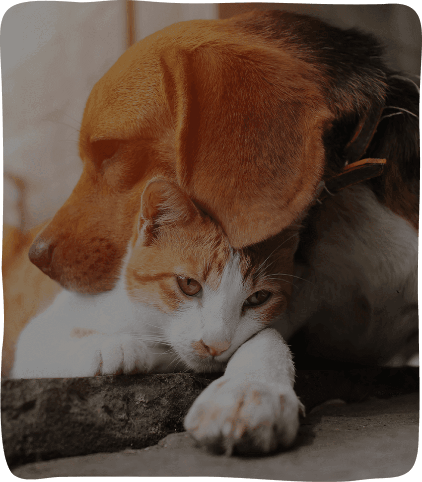 A dog hugging a cat