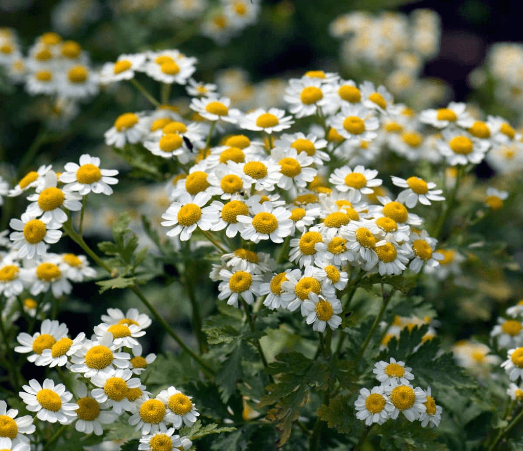 camomille romaine