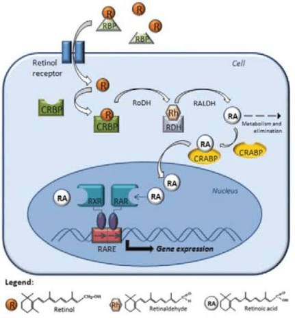 Clinical comparison of PDRN and retinol for periocular wrinkles