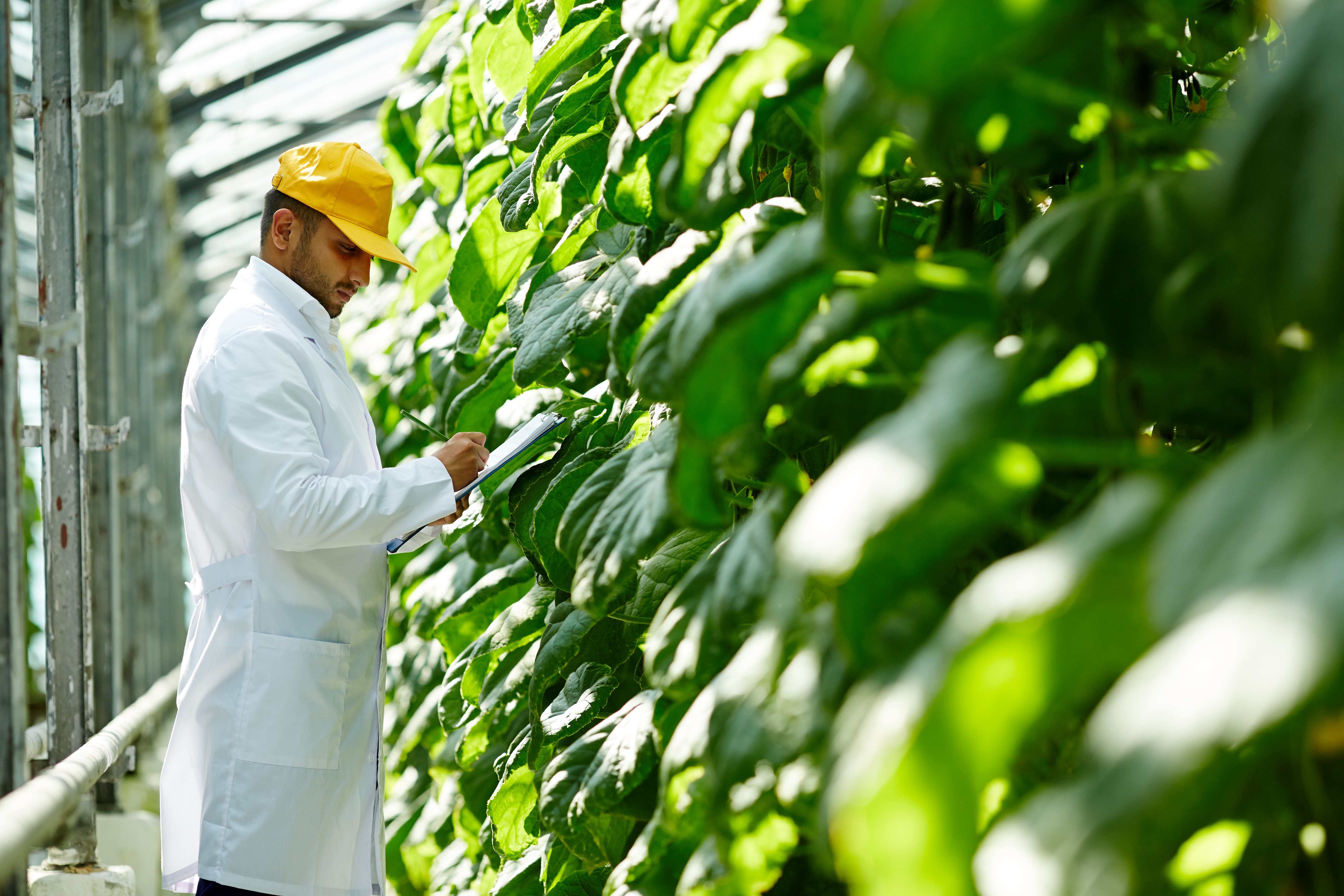 Person wearing a white lab coat and yellow cap inspecting plants in a greenhouse. Holding a clipboard while taking notes, surrounded by large green leaves illuminated by natural light.