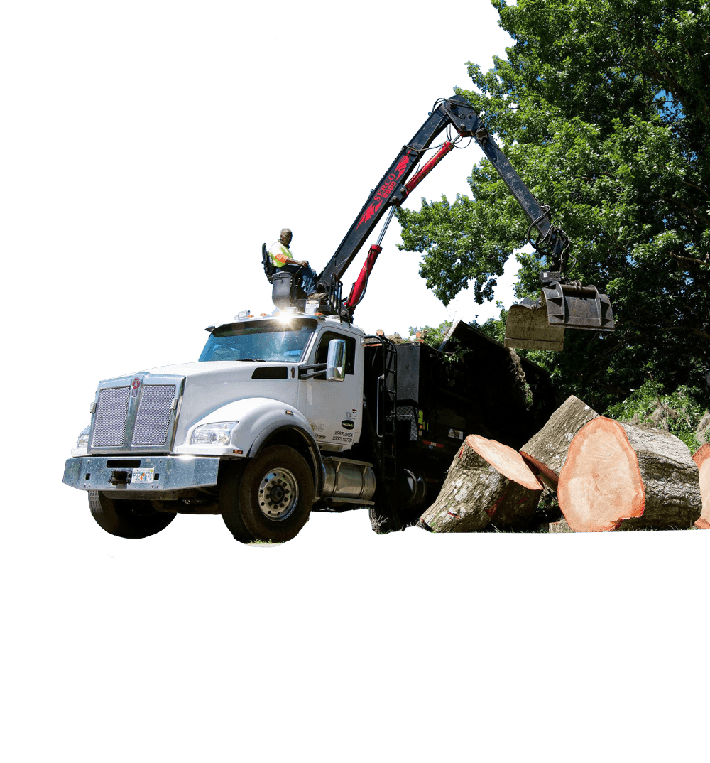 Storm Damage Tree Removal