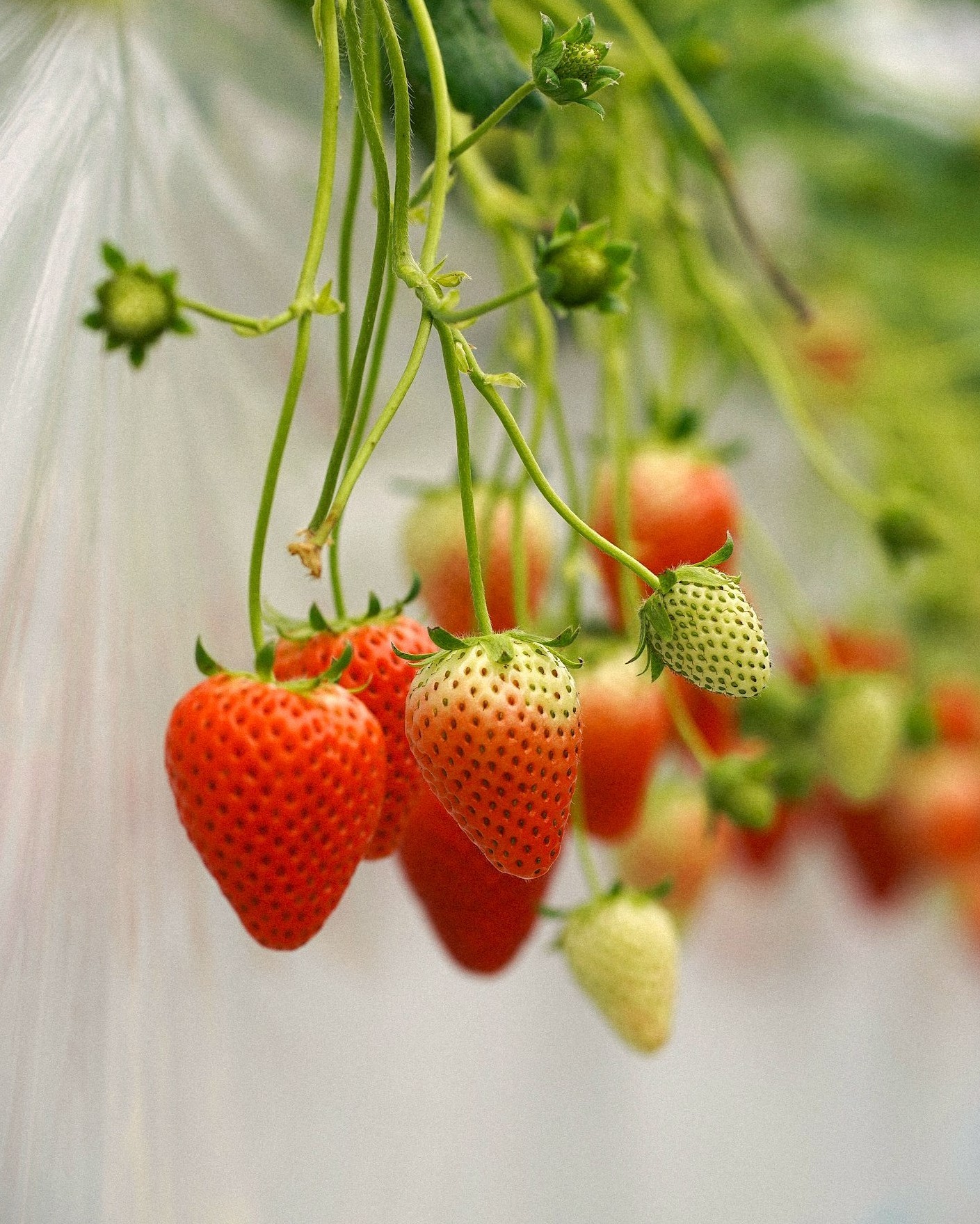two green fruits on tree branch