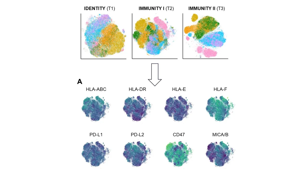 Infograühic to the publication of depp immune phentotyping.