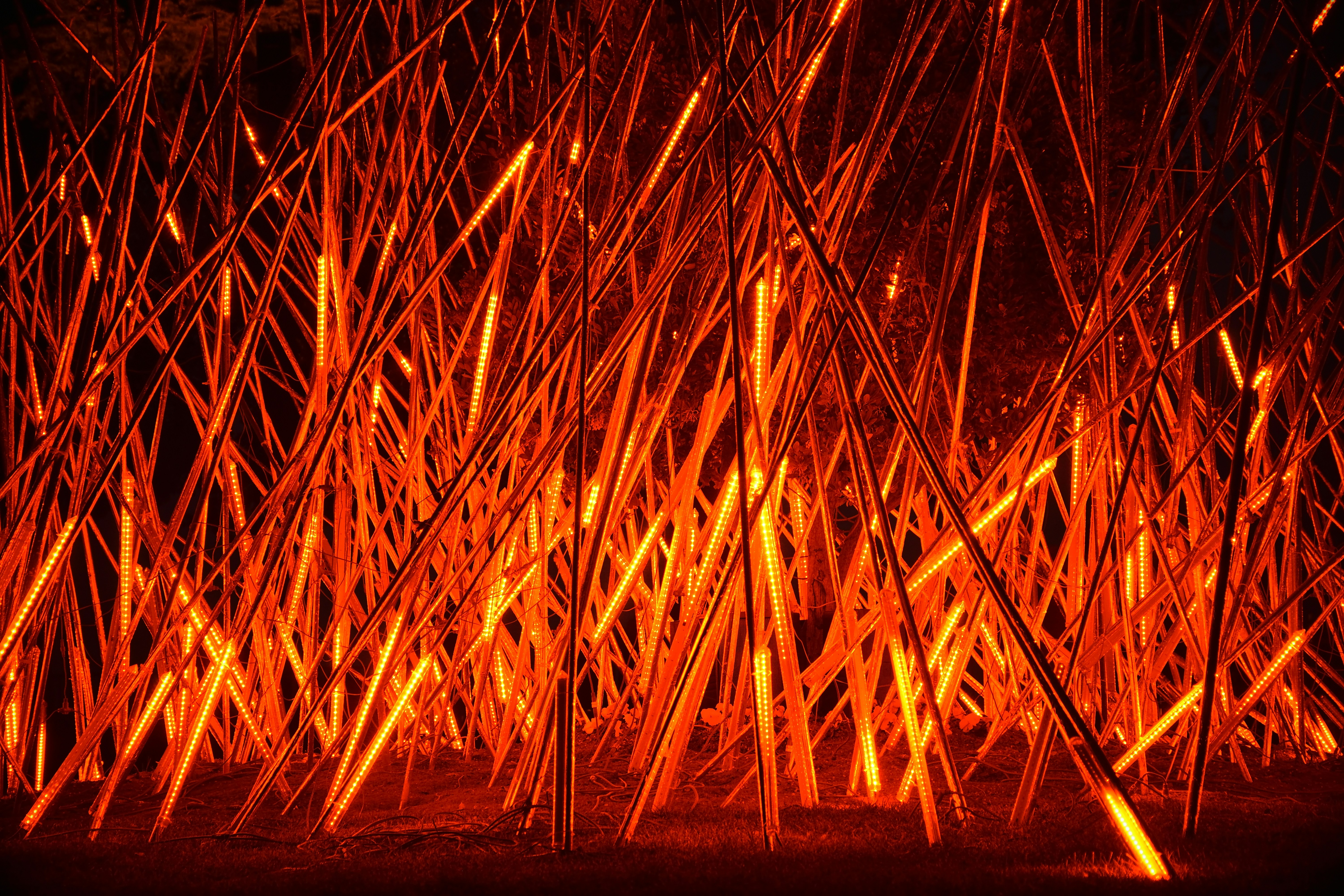 a bunch of sticks that are in the dirt
