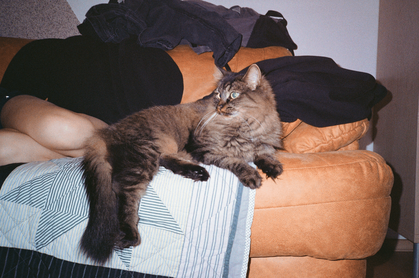Person holding a gray tabby cat indoors.