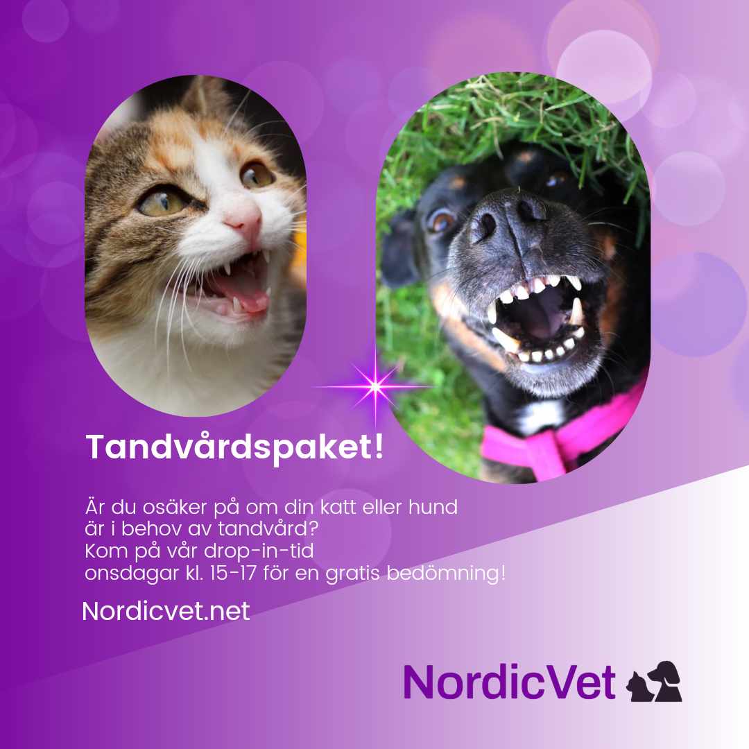 Hälsokontroll hund katt