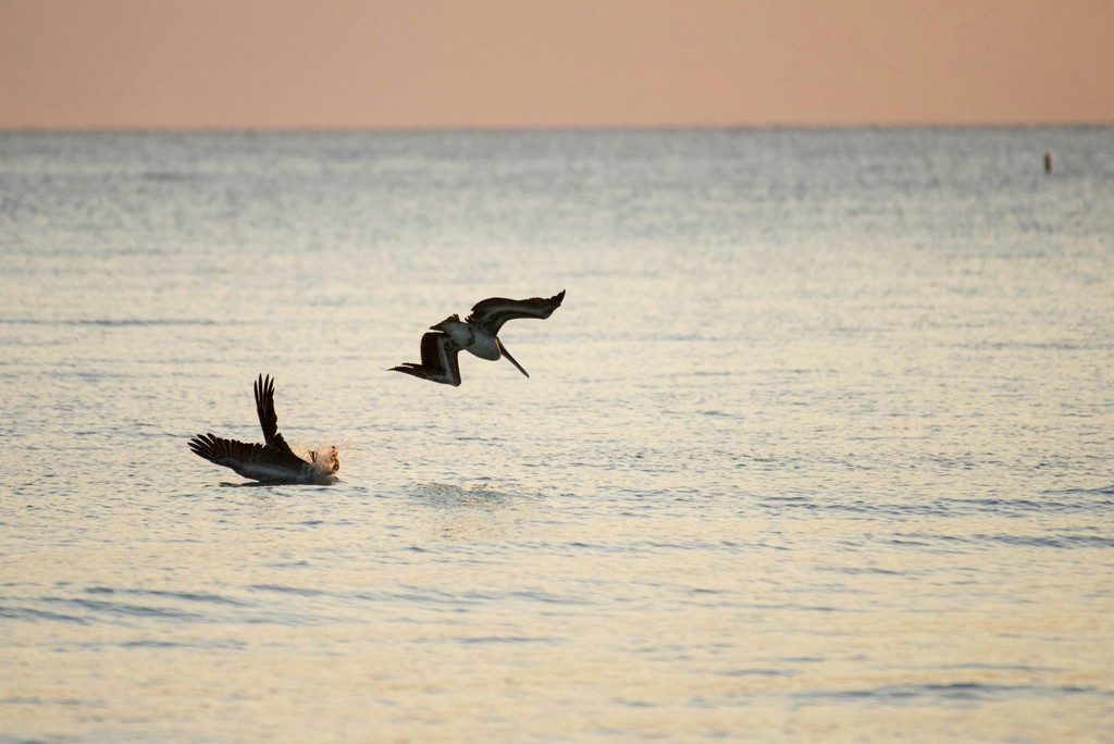 birds floating above water