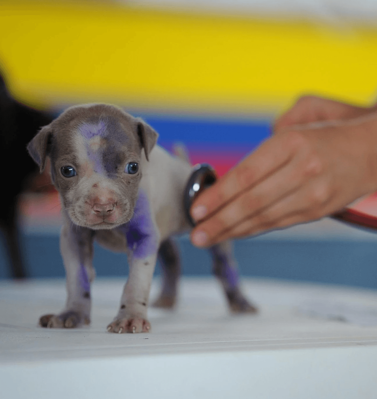 A puppy getting a check-up through a vet home visit