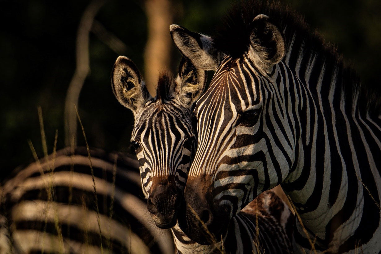 The-Higlights-Ugandas----11-tägige-Safari-12